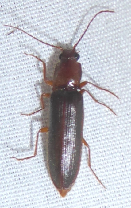 Athous rufotestaceus