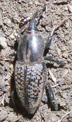 Sphenophorus cicatristriatus
