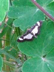 Heliomata cycladata