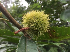 Castanea crenata