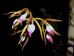 Prosthechea brassavolae