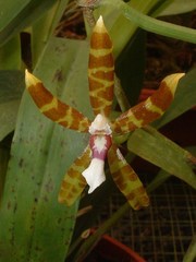 Oncidium bracteatum