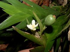 Lockhartia hercodonta