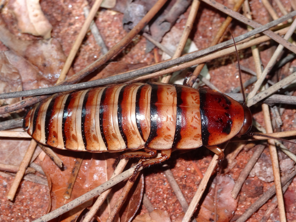 Halloween Hissing Cockroach