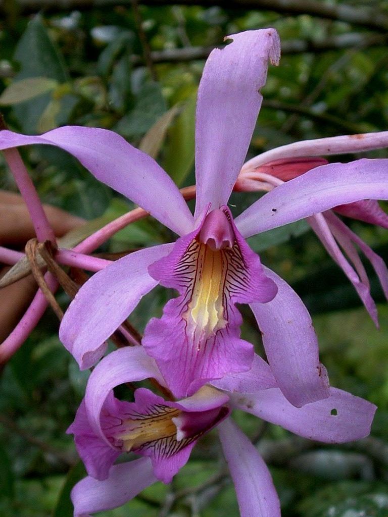 Laelia superbiens