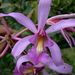Laelia superbiens - Photo (c) Eric van den Berghe, some rights reserved (CC BY-NC), uploaded by Eric van den Berghe