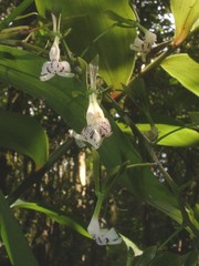 Epidendrum paniculatum