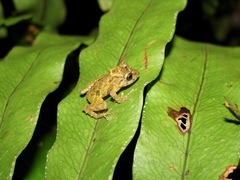 Pristimantis cruentus