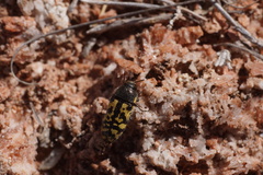 Acmaeodera
