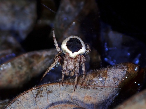 Neoscona lipana