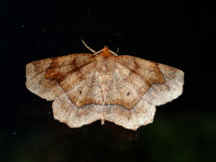 Metarranthis hypochraria