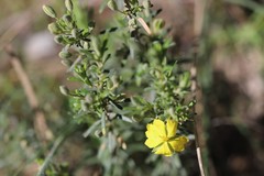 Hibbertia australis