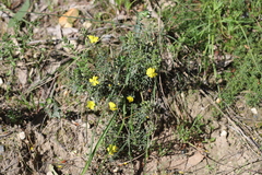 Hibbertia australis