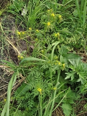 Descurainia sophioides