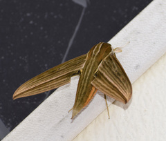 Xylophanes titana