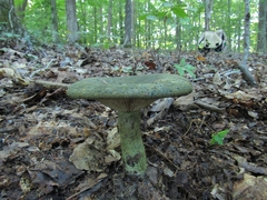 Lactarius atroviridis