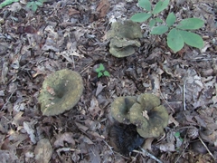 Lactarius atroviridis