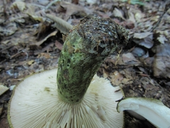 Lactarius atroviridis