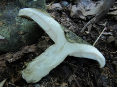 Lactarius atroviridis