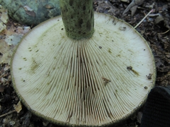 Lactarius atroviridis