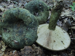 Lactarius atroviridis