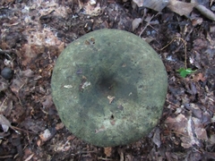 Lactarius atroviridis