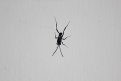 Evania appendigaster