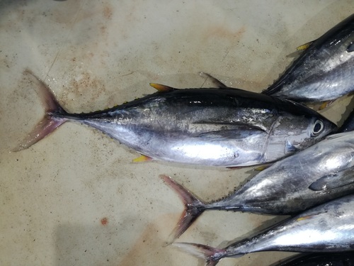 Yellowfin Tuna
