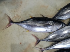 Yellowfin Tuna