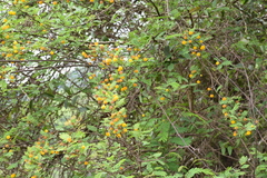 Vachellia aroma