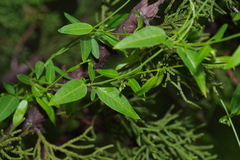 Metastelma barbigerum