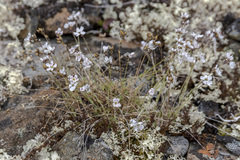 Eremogone tschuktschorum