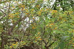 Vachellia aroma
