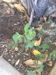 Portulaca