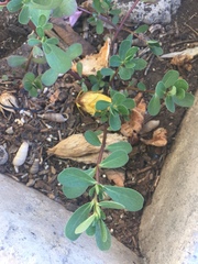 Portulaca