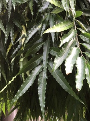 Polyalthia
