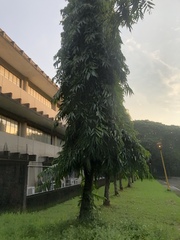 Polyalthia