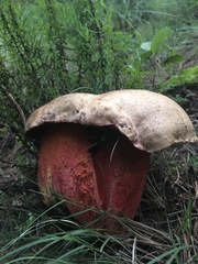 Boletus michoacanus