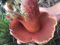 Boletus michoacanus