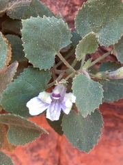 Goodenia grandiflora