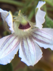 Goodenia grandiflora