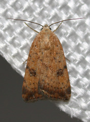 Micrathetis triplex