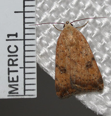 Micrathetis triplex