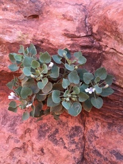 Goodenia grandiflora