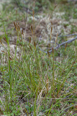 Carex myosuroides