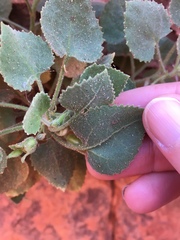 Goodenia grandiflora