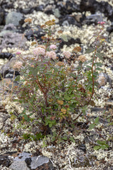 Spiraea beauverdiana