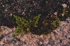Selaginella peruviana