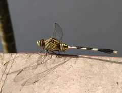 Orthetrum sabina