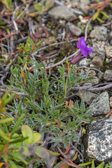 Oxytropis czukotica